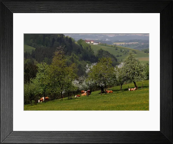 Framed Print : Simmental cattle graze in a field near the village of St. Leonhard