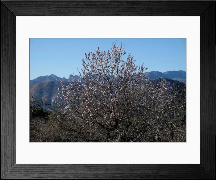 Framed Print : An early flowering almond tree is seen in a quarantine area around a tree infected with Framed Print : An early flowering almond tree is seen in a quarantine area around a tree infected with