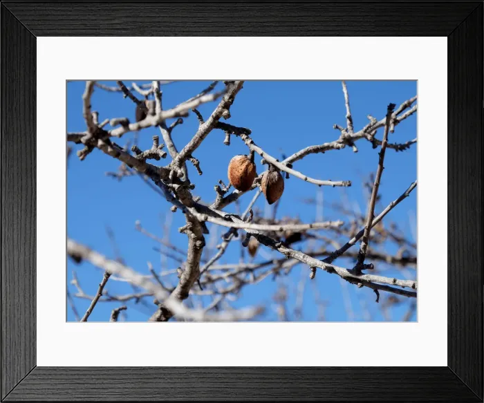 Framed Print : Unharvested almonds hang on a tree infected with the xylella fastidiosa bacteria or Framed Print : Unharvested almonds hang on a tree infected with the xylella fastidiosa bacteria or