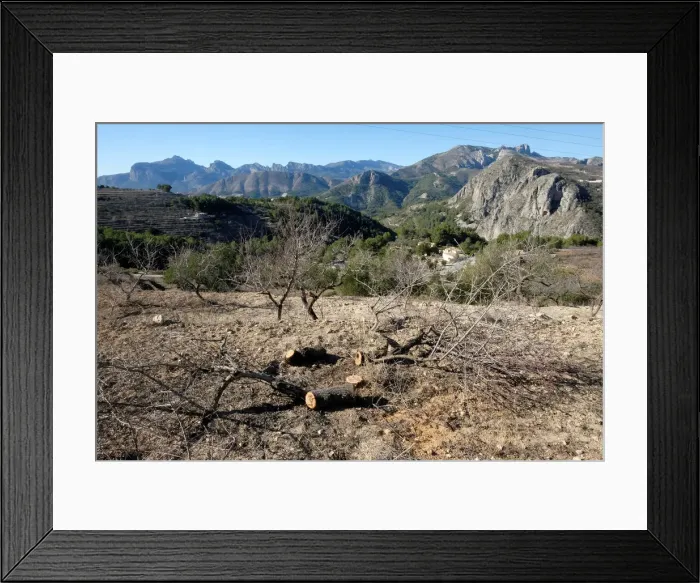 Framed Print : Remains of cut down almond trees in a quarantine area around a tree infected with Framed Print : Remains of cut down almond trees in a quarantine area around a tree infected with