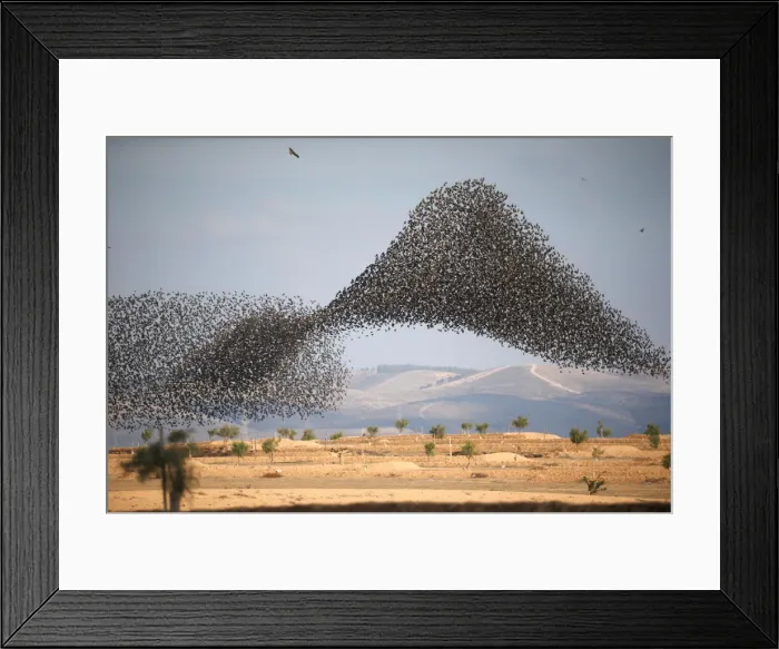 Framed Print : A murmuration of migrating starlings is seen across the sky near the village of Beit Kama Framed Print : A murmuration of migrating starlings is seen across the sky near the village of Beit Kama