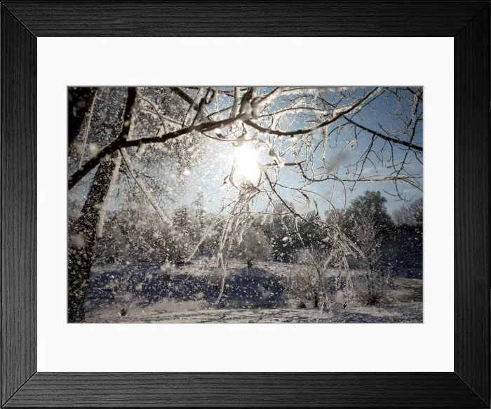 Framed Print : Frost falls from a tree on a winter day at a park in Minsk Framed Print : Frost falls from a tree on a winter day at a park in Minsk