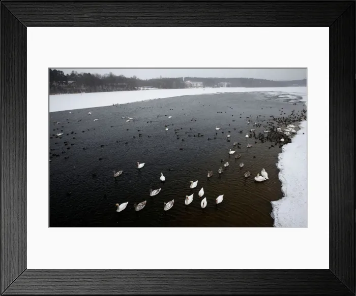 Framed Print : Mute swans and mallards swim in a lake during snowy winter day on the outskirts of Minsk Framed Print : Mute swans and mallards swim in a lake during snowy winter day on the outskirts of Minsk
