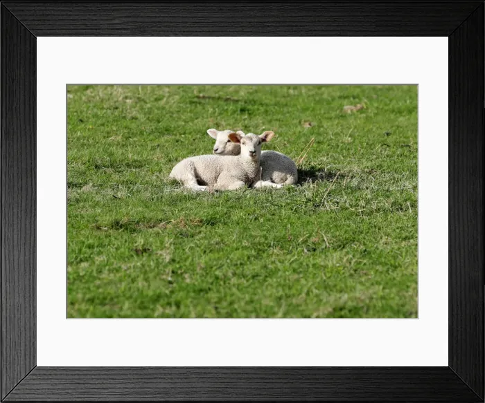 Framed Print : Lambs lie on the grass at a farm in the village of Jitrava near Liberec Framed Print : Lambs lie on the grass at a farm in the village of Jitrava near Liberec