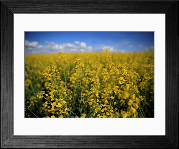 Framed Print : A rapeseed field is seen in Avesnes-les-Aubert near Cambrai Framed Print : A rapeseed field is seen in Avesnes-les-Aubert near Cambrai