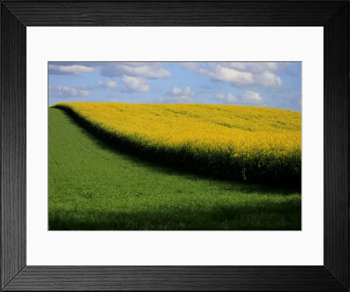 Framed Print : A rapeseed field is seen in Estourmel near Cambrai