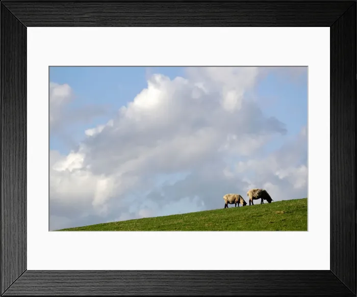 Framed Print : Sheep graze at a farm in the village of Jitrava near Liberec Framed Print : Sheep graze at a farm in the village of Jitrava near Liberec