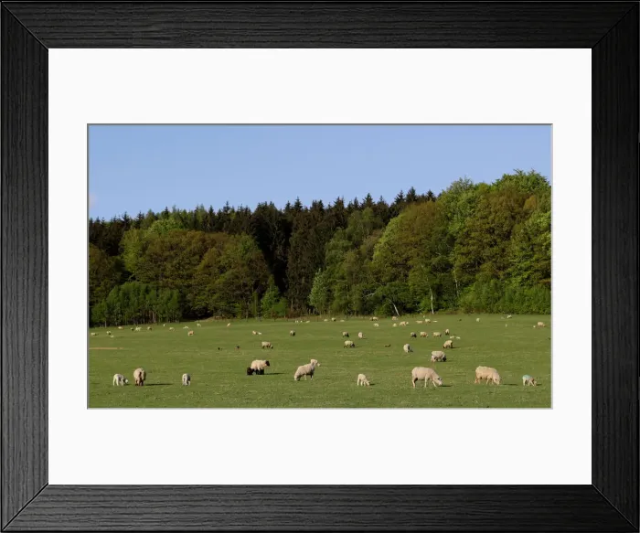 Framed Print : Sheep graze at a farm in the village of Jitrava near Liberec Framed Print : Sheep graze at a farm in the village of Jitrava near Liberec