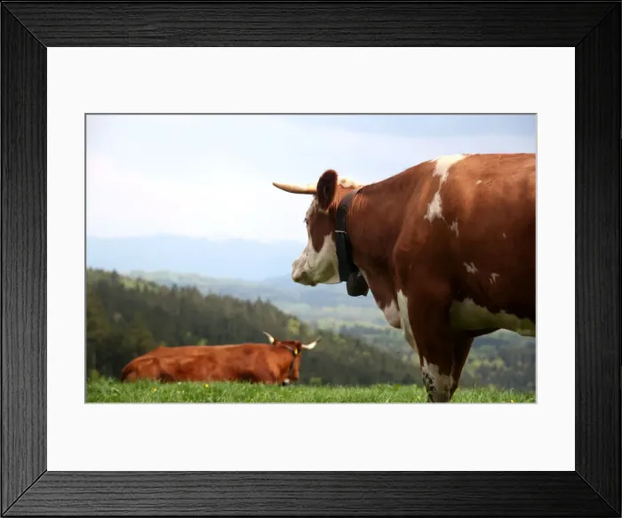 Framed Print : Cows stand on a field on top of the Taubenberg mountain near Warngau