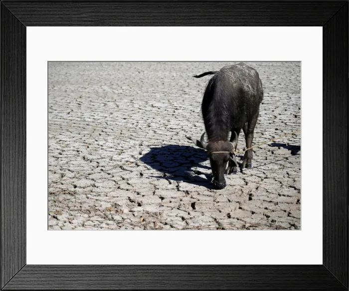 Framed Print : A water buffalo is seen on cracked soil at a dried up rice field in Baliuag town
