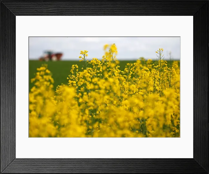 Framed Print : A tractor is seen through flowers in Cuvillers near Cambrai