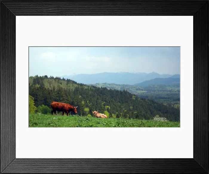 Framed Print : Cows stand on a field on top of the Taubenberg mountain near Warngau