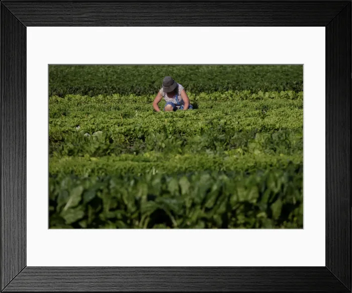 Framed Print : An agronomist inspects the production in a field in Maccarese