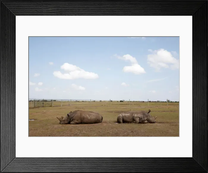 Framed Print : Najin and her daughter Patu, the last two northern white rhino females