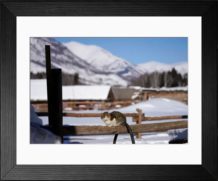 Framed Print : A cat is seen at Hemu village among snow mountains in Altay