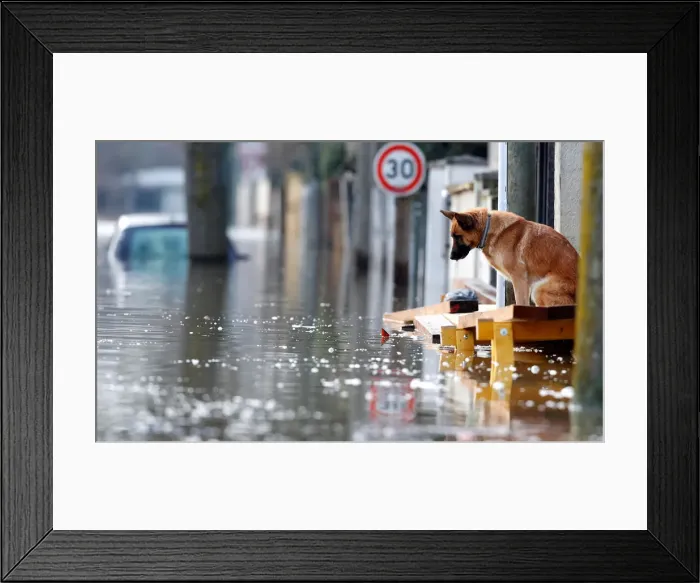 Framed Print : Dog is seen at the entrance of a house in the flooded residential area of Framed Print : Dog is seen at the entrance of a house in the flooded residential area of