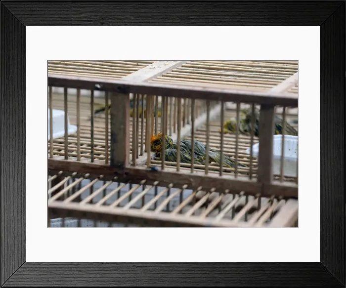 Framed Print : Dead saffron finch birds are seen in cages, after Peruvian authorities rescued over 500 Framed Print : Dead saffron finch birds are seen in cages, after Peruvian authorities rescued over 500