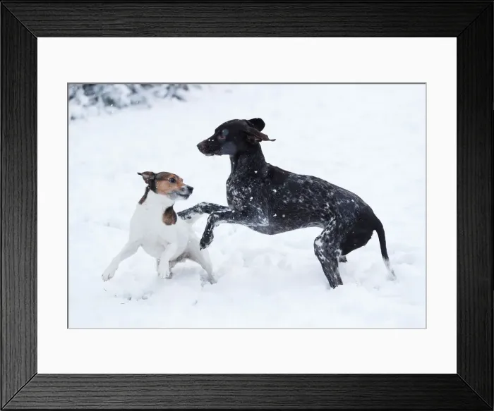 Framed Print : Dogs play in the snow in Pitlochry, in Scotland Framed Print : Dogs play in the snow in Pitlochry, in Scotland