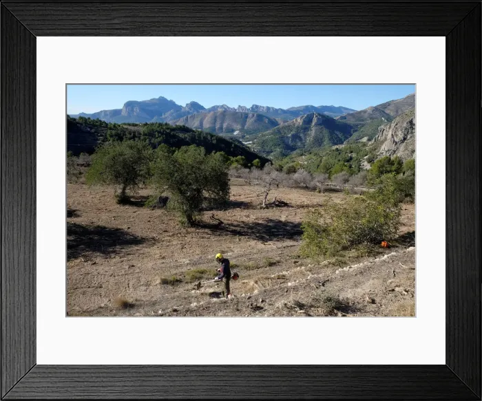 Framed Print : A worker clears a field of cut down almond trees in a quarantine area around a tree Framed Print : A worker clears a field of cut down almond trees in a quarantine area around a tree