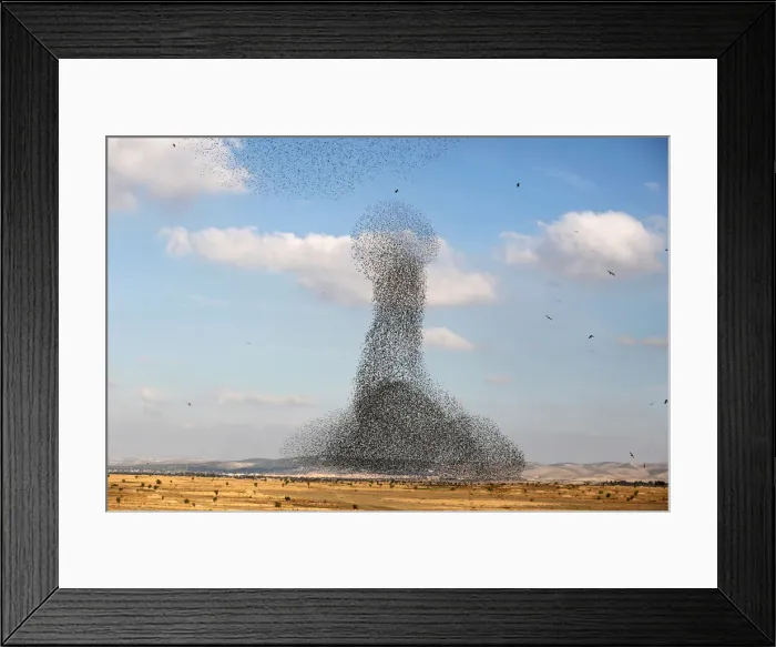 Framed Print : A murmuration of migrating starlings is seen across the sky near the village of Beit Kama Framed Print : A murmuration of migrating starlings is seen across the sky near the village of Beit Kama