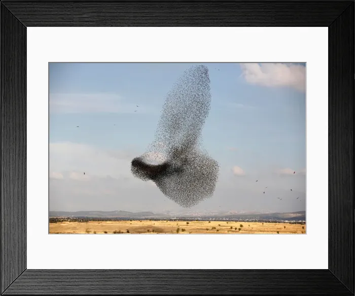 Framed Print : A murmuration of migrating starlings is seen across the sky near the village of Beit Kama Framed Print : A murmuration of migrating starlings is seen across the sky near the village of Beit Kama