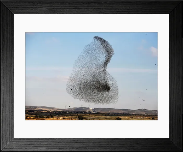 Framed Print : A murmuration of migrating starlings is seen across the sky near the village of Beit Kama