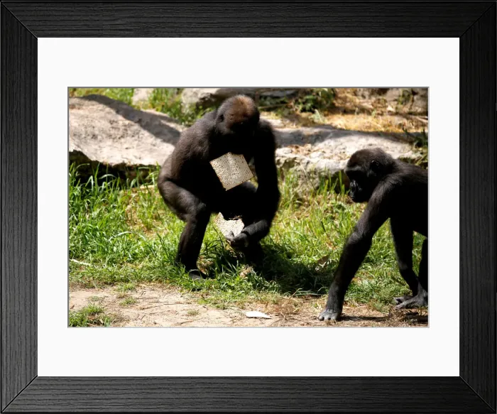 Framed Print : A chimpanzee eats matza, a traditional unleavened bread eaten during the upcoming Jewish