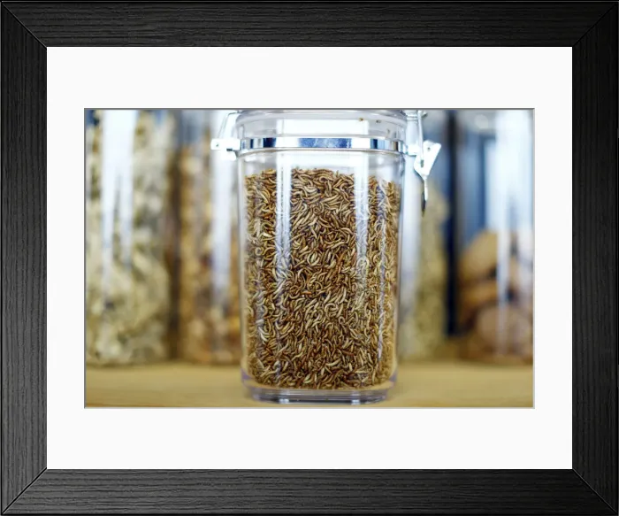 Framed Print : Food raw material larvae are pictured at the headquarters of German retailer Metro AG in Framed Print : Food raw material larvae are pictured at the headquarters of German retailer Metro AG in