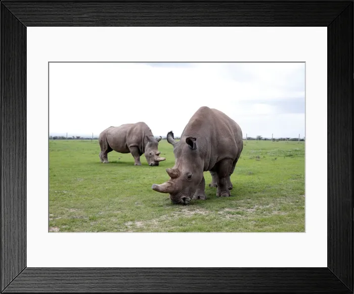 Framed Print : Najin and her daughter Patu, the last two northern white rhino females Framed Print : Najin and her daughter Patu, the last two northern white rhino females