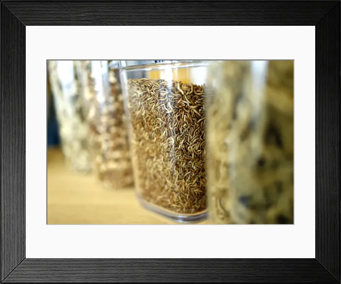 Framed Print : Larvae and food made of insect protein are pictured at the headquarters of German Framed Print : Larvae and food made of insect protein are pictured at the headquarters of German