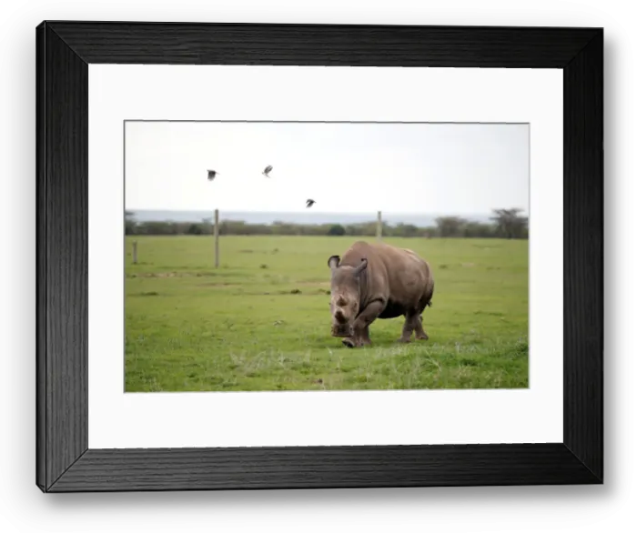 Framed Print : Najin, one of two last northern white rhino females, grazes in an enclosure at the Ol Framed Print : Najin, one of two last northern white rhino females, grazes in an enclosure at the Ol