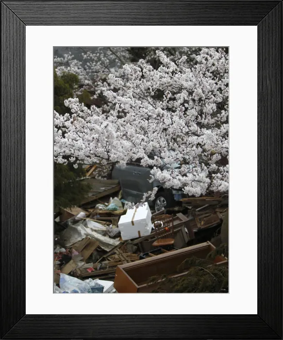 Framed Print : Cherry blossoms in full bloom are seen at an area devastated by the March 11 earthquake Framed Print : Cherry blossoms in full bloom are seen at an area devastated by the March 11 earthquake