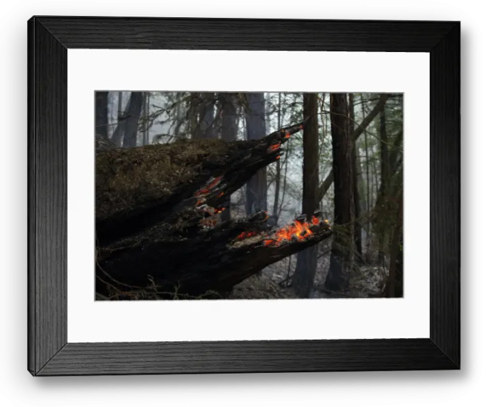 Framed Print : A tree smoulders in an area that burned down to Highway 1 during a wild fire in Big Sur
