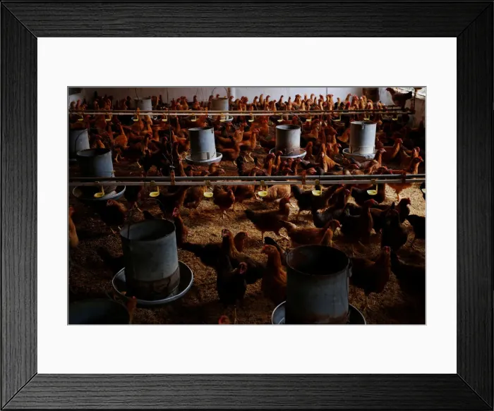 Framed Print : Chickens are seen at a farm in Hanoi, Vietnam