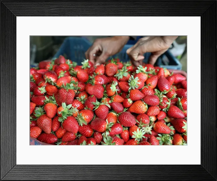 Framed Print : A farmer harvests his strawberry crop in a field in the Beheira Governorate Framed Print : A farmer harvests his strawberry crop in a field in the Beheira Governorate