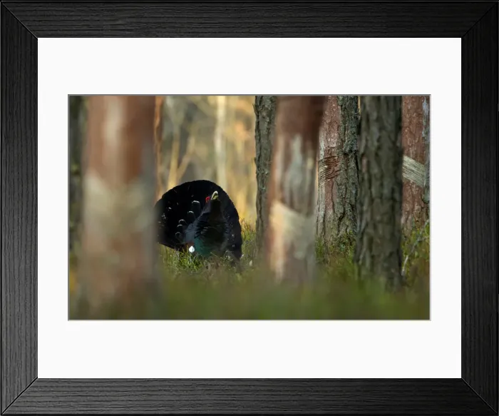 Framed Print : Capercaillie is seen at the mating ground in a forest near the village of Vyganashchy Framed Print : Capercaillie is seen at the mating ground in a forest near the village of Vyganashchy