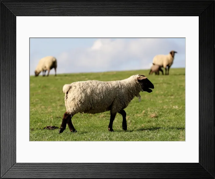 Framed Print : Sheep graze at a farm in the village of Jitrava near Liberec Framed Print : Sheep graze at a farm in the village of Jitrava near Liberec