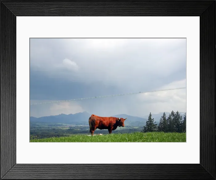 Framed Print : A cow stands on a field in Warngau
