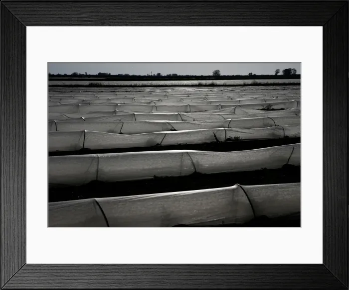 Framed Print : Low tunnels are seen in a field in Maccarese