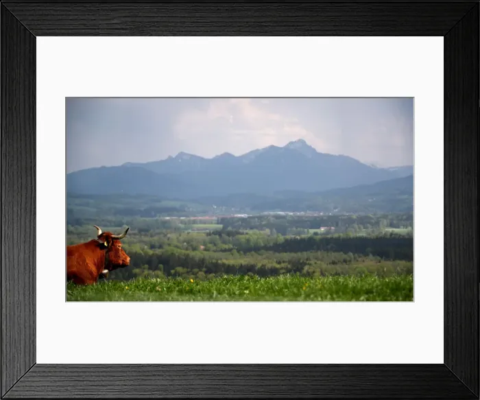 Framed Print : A cow lies on a field in Warngau Framed Print : A cow lies on a field in Warngau
