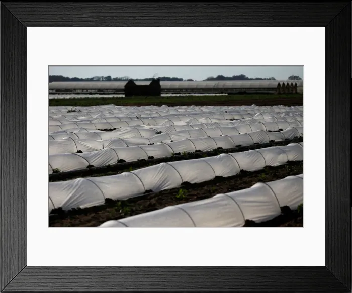 Framed Print : Low tunnels are seen in a field in Maccarese Framed Print : Low tunnels are seen in a field in Maccarese