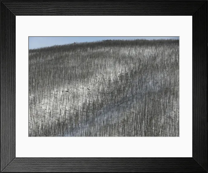 Framed Print : A view shows the Taiga larch forest in the Western Sayan Mountains in Krasnoyarsk Region Framed Print : A view shows the Taiga larch forest in the Western Sayan Mountains in Krasnoyarsk Region
