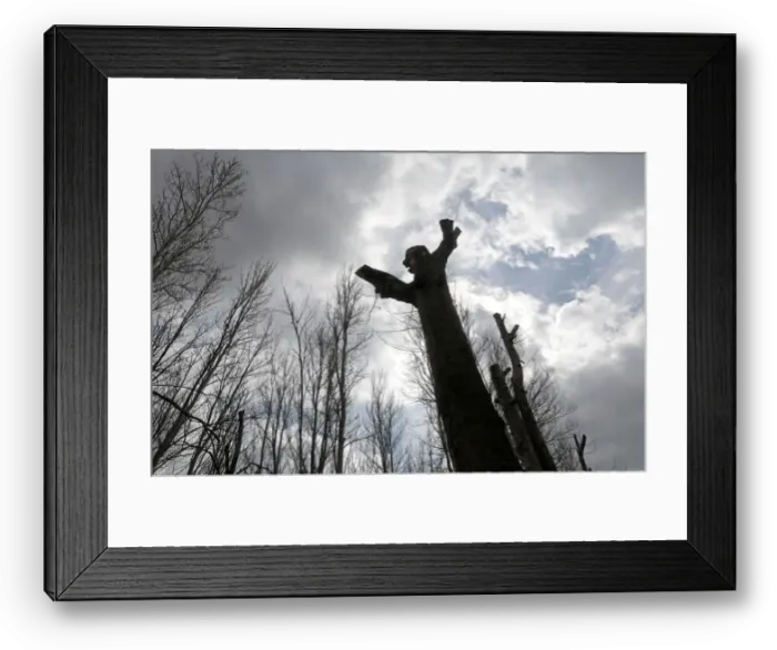 Framed Print : A tree is seen in the forest of Taanayel Monastery in Taanayel Framed Print : A tree is seen in the forest of Taanayel Monastery in Taanayel