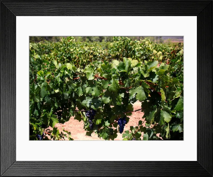 Framed Print : Shiraz grapes can be seen on vines in the Hunter Valley, located north of Sydney Framed Print : Shiraz grapes can be seen on vines in the Hunter Valley, located north of Sydney