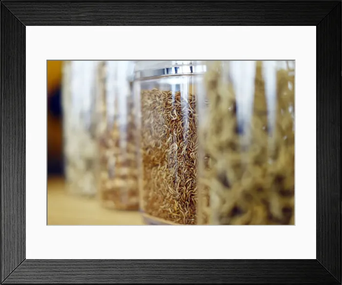 Framed Print : Food raw material larvae are pictured at the headquarters of German retailer Metro AG in