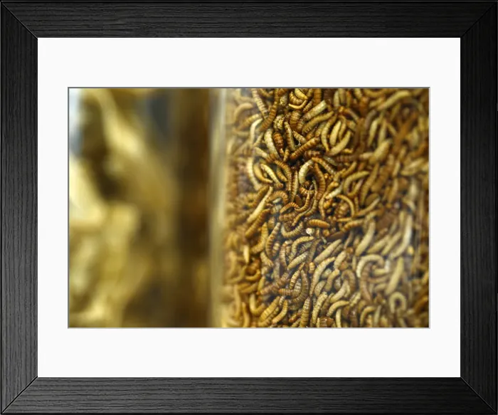 Framed Print : Food raw material larvae are pictured at the headquarters of German retailer Metro AG in