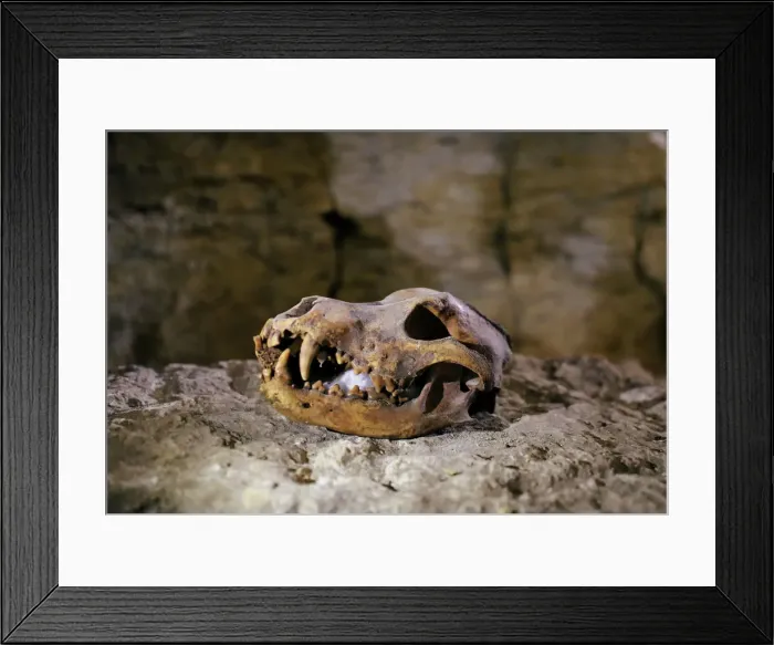 Framed Print : A deceased animals skull inside the recently discovered burial site in Minya Framed Print : A deceased animals skull inside the recently discovered burial site in Minya