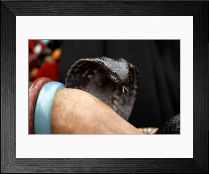 Framed Print : A snake charmer handles his snake on a street in Rawalpindi Framed Print : A snake charmer handles his snake on a street in Rawalpindi