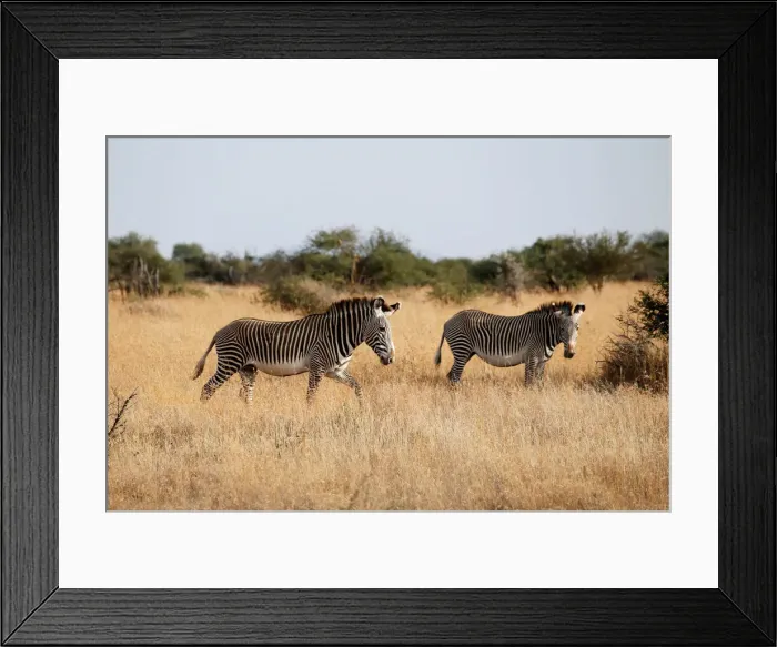 Framed Print : Grevys zebras graze at the Mpala research centre in Laikipia County