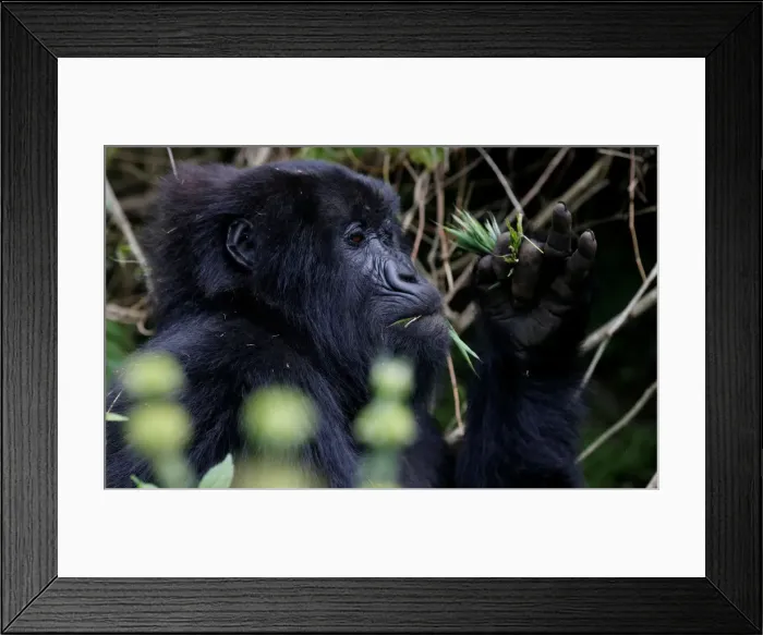 Framed Print : An endangered female high mountain gorilla from the Sabyinyo family eats inside Framed Print : An endangered female high mountain gorilla from the Sabyinyo family eats inside